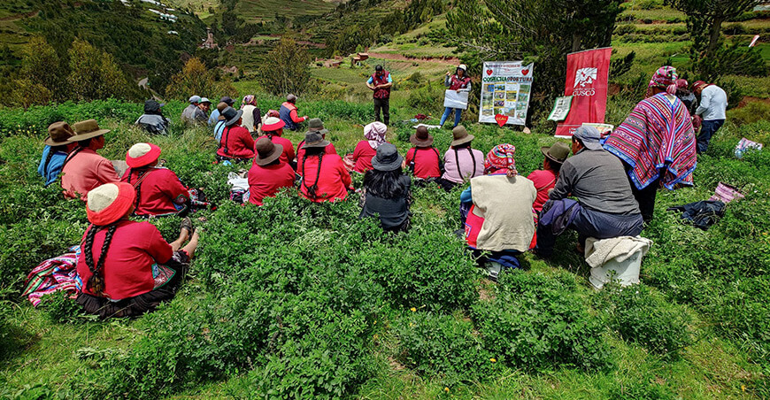 Escuela de Campo para Agricultores Capacitan a productores de Ccaccaccollo en manejo sostenible de pastos Cusco Perú