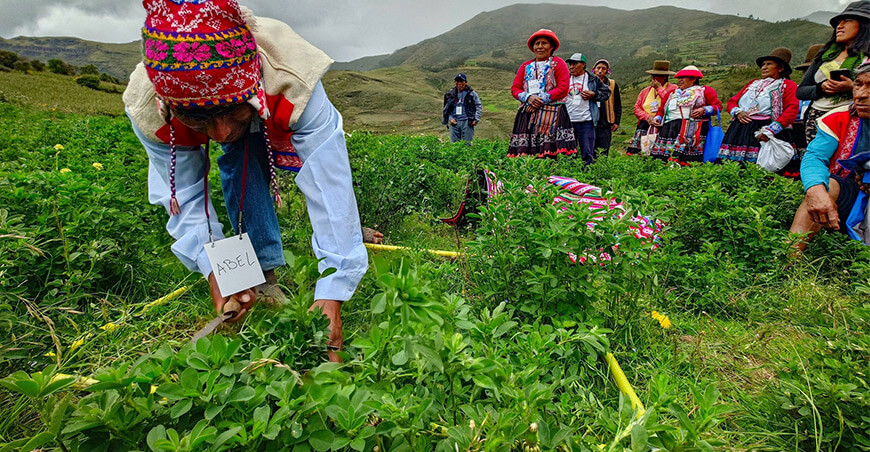 Escuela de Campo para Agricultores Capacitan a productores de Ccaccaccollo en manejo sostenible de pastos Cusco Perú