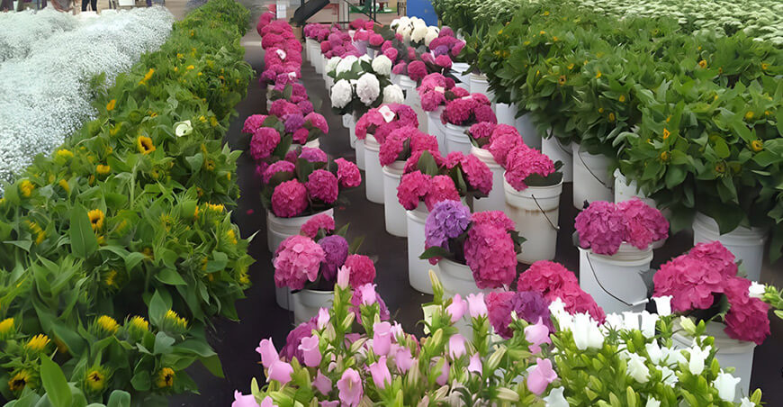 Floricultura peruana