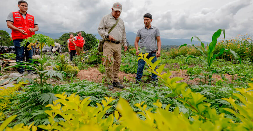 Foncodes supervisa avance de proyectos de productores de yuca en San Martín y Loreto