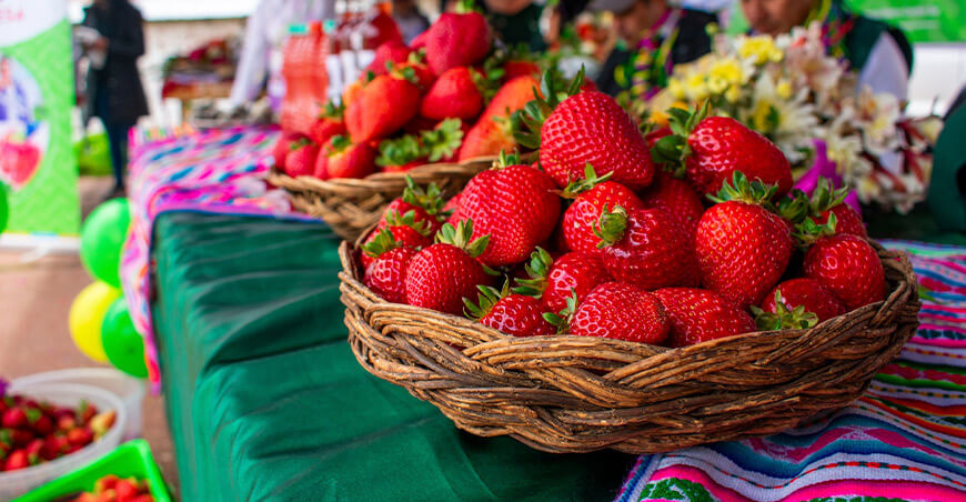 producción fresas Limatambo Cusco Perú