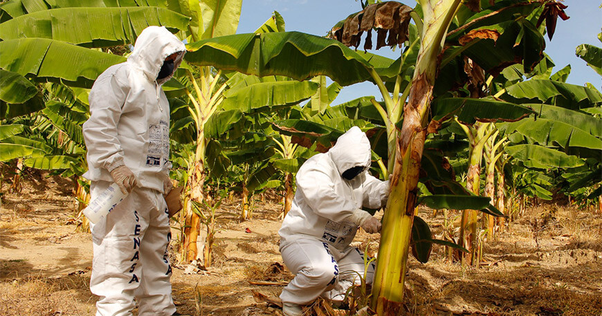 Fusarium Raza 4 en expansión banano Perú