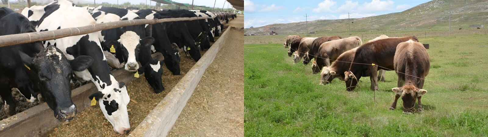  producción de la leche vacunos Perú