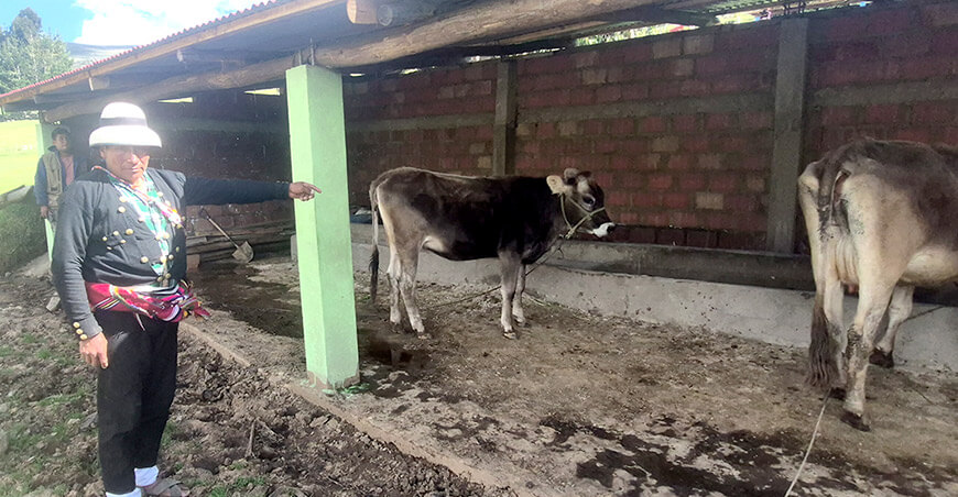  Proyecto ganadero busca aumentar producción de carne y leche vacunos en Coyllurqui Apurímac Perú 