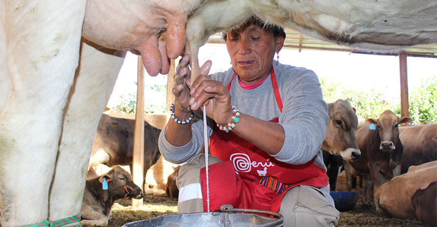 producción leche Perú