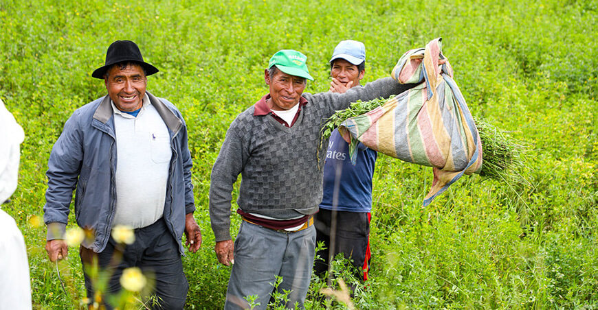 Productores de Ayarmaca se capacitan en manejo y madurez de pastos Cusco Perú
