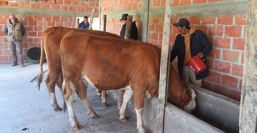 Proyecto ganadero busca aumentar producción de carne y leche vacunos en Coyllurqui Apurímac Perú