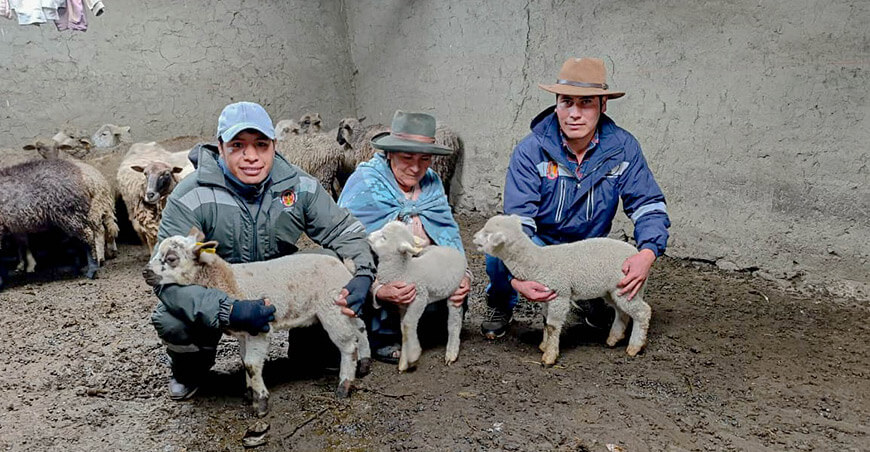 Registran e identifican crías de ovinos nacidas por inseminación artificial en Lares Cusco Perú