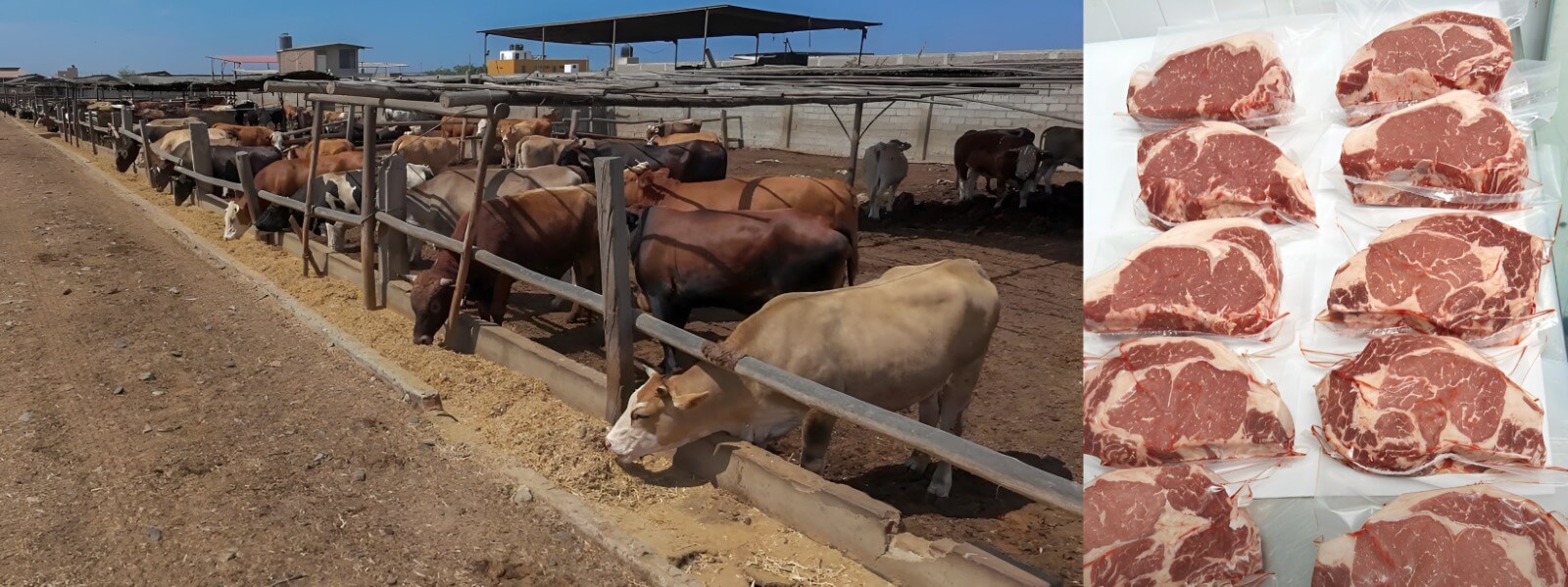 crianza de vacunos criollos en un negocio rentable Perú 