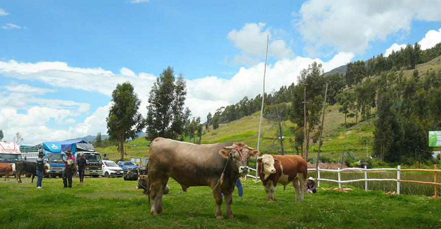 Gran Tablada Ganadera Anual de Arabito Huanoquite Cusco Perú