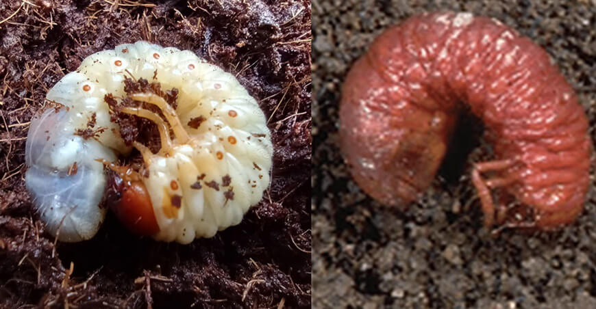 Foto 8. Resultado de aplicación de Heterorhabditis bacteriophora para el control de larvas de Bothynus maimon en cultivo de arándano. 