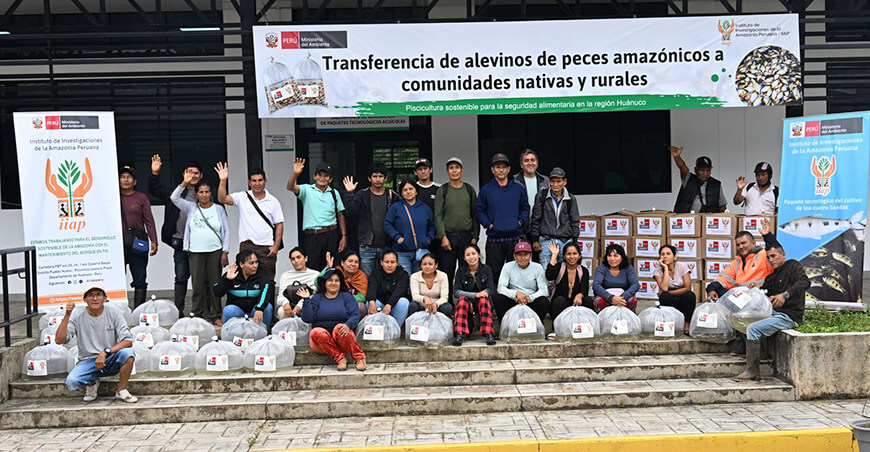 IIAP inicia transferencia de alevinos de lisa de cuatro bandas producidos en cautiverio Huánuco Perú 