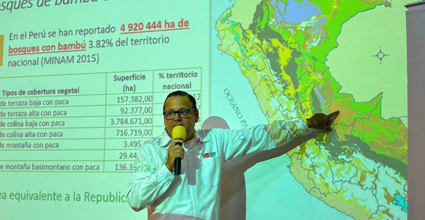 IIAP estudiará el potencial económico y ambiental del bambú en Ucayali Perú