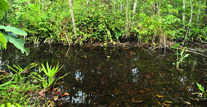 IIAP identificó 44 especies de peces en Loreto mediante ADN ambiental