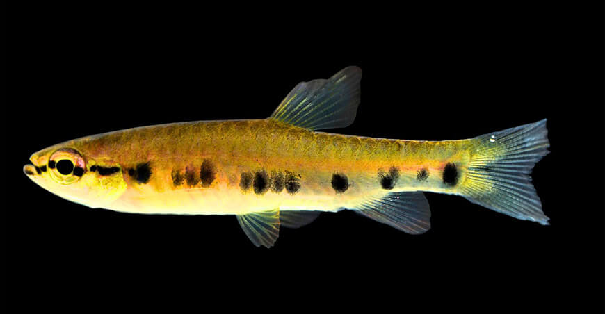 IIAP identificó nueva especie de pez con manchas únicas en el río Tigre Loreto Perú