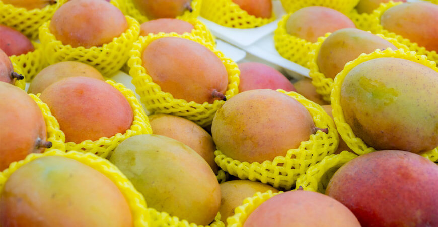industria mango