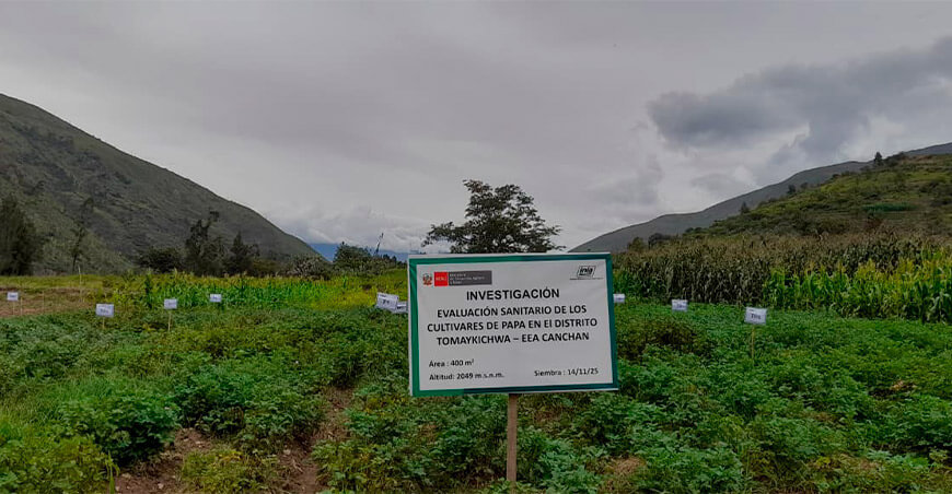 Impulsarán proyectos de investigación para conservar la calidad genética de la papa nativa Yacus Huánuco INIA Perú