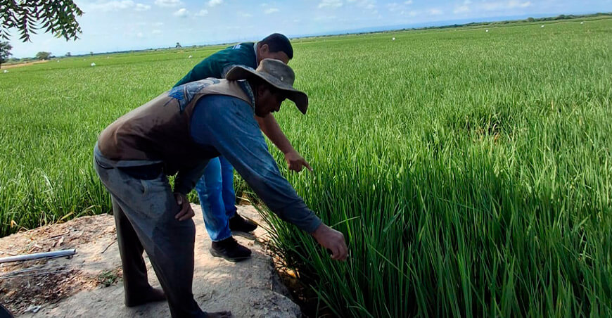 INIA transfiere tecnologías para evitar la degradación de suelos agrarios por lluvias Tumbes Perú