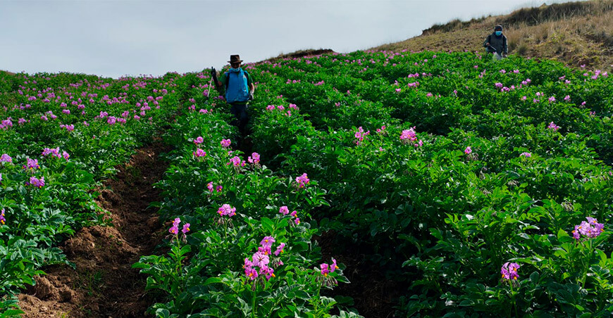 INIA implementa parcelas demostrativas para producir semillas de papa de alta calidad en Vinchos Ayacucho Perú
