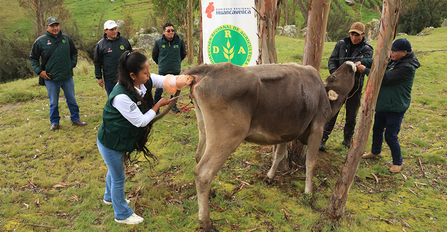 inseminación artificial ganado vacuno Yauli Huancavelica Perú 
