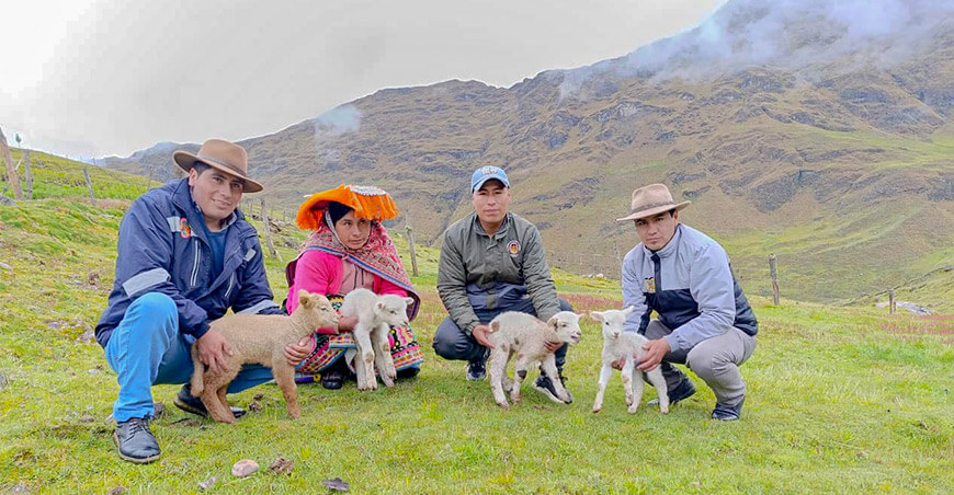 Impulsan la innovación en ganadería con inseminación artificial ovina en Lares Cusco Perú