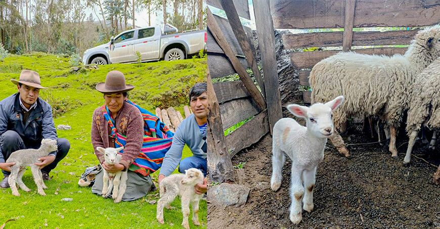 Registran e identifican crías de ovinos nacidas por inseminación artificial en Lares Cusco Perú