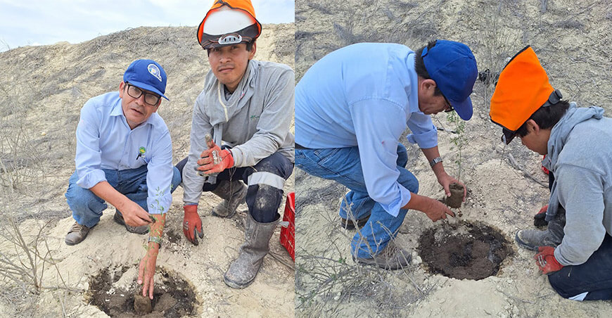 Instalaron plantones de algarrobo y charanes en Paita Piura Perú