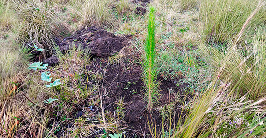 Instalaron 20 000 plantones forestales para recuperar terrenos degradados de la agricultura familiar en el distrito de Sanagorán, provincia de Sánchez Carrión, región La Libertad Perú Agro Rural
