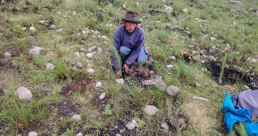 Instalan 20 000 plantones de pino para proteger fuentes hídricas en Chiara Ayacucho