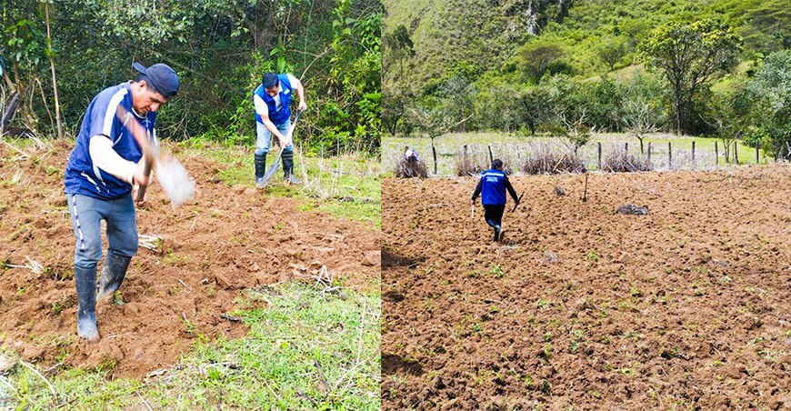 Instalan parcela demostrativa de maíz amiláceo en Huarmaca Piura Perú