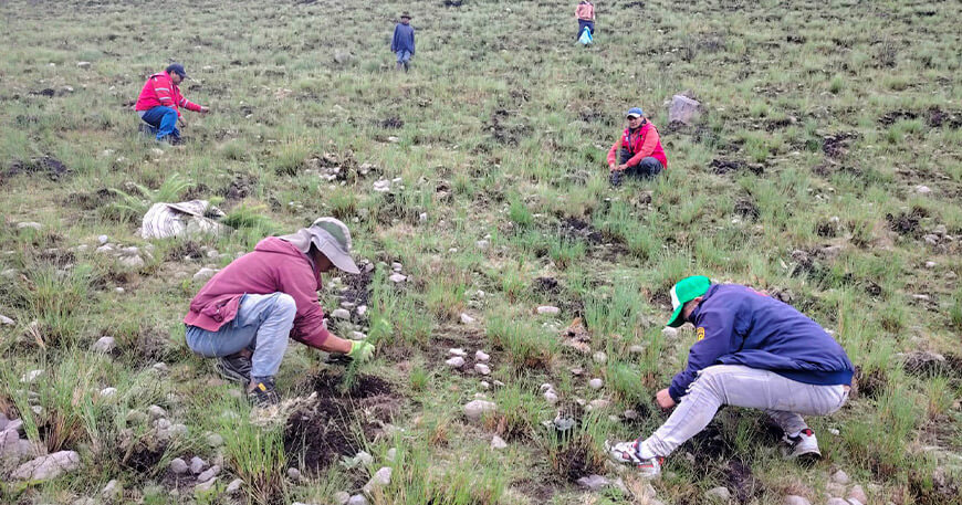 Instalan 20 000 plantones de pino para proteger fuentes hídricas en Chiara Ayacucho Perú