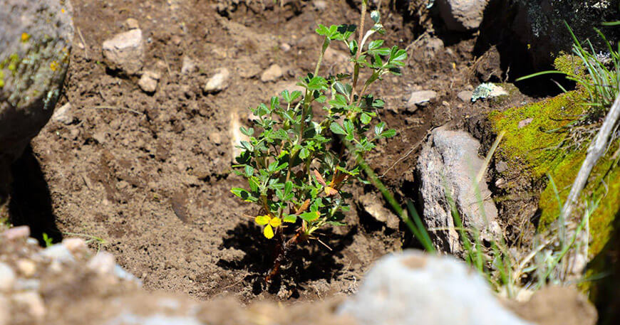 Reforestan con más de 10 000 plantones de queñua en zona altoandina Tacna Perú