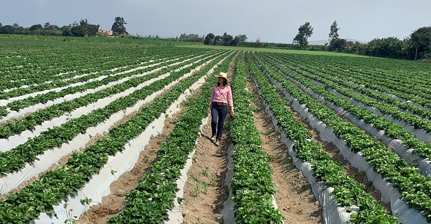 producción de fresas Perú