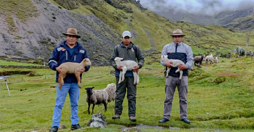 Cusco: Impulsan la innovación en ganadería con inseminación artificial en ovinos en Lares