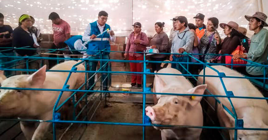Impulsan mejora genética en porcinos con semen de raza Pietrain Alemán Moquegua Perú