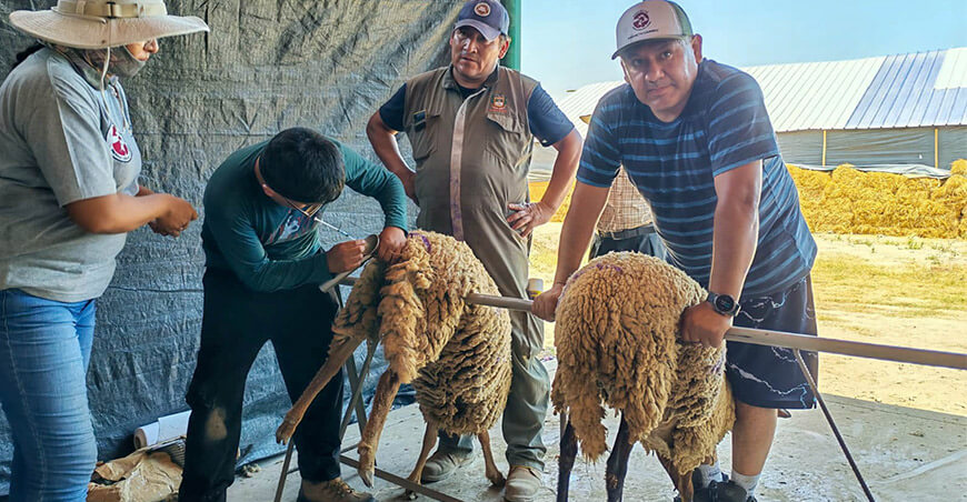 Impulsan mejoramiento genético de ovinos en Islay mediante inseminación artificial Arequipa Perú