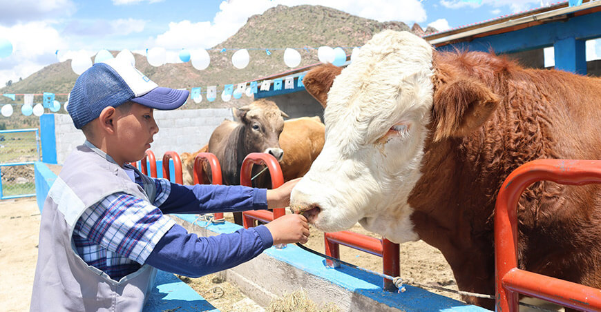 Impulsan la cadena cárnica en Quilcapuncu con módulos de engorde Puno Perú