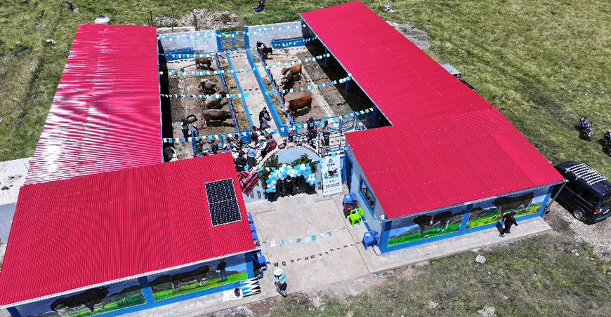 Impulsan la cadena cárnica en Quilcapuncu con módulos de engorde Puno Perú