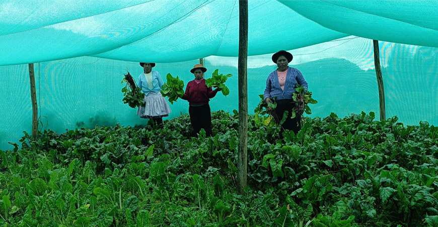 módulos hortalizas Huancavelica Perú