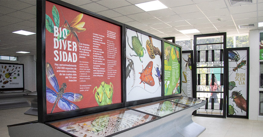 Ciencia al servicio del agro: El Museo de Entomología Klaus Raven Büller de la UNALM resguarda una de las colecciones de insectos más completas del país y cumple un rol clave en la investigación científica, la sanidad agrícola y el control biológico.