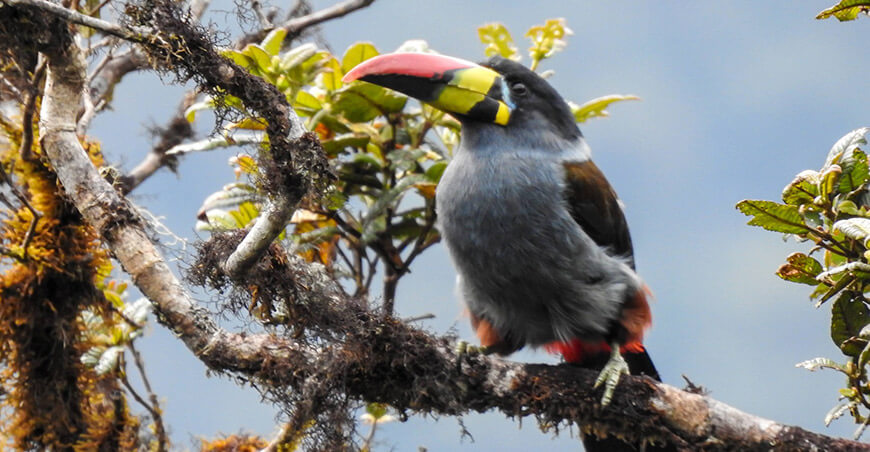 Crean Área de Conservación Regional Huamantanga y Chorro Blanco Cajamarca Perú