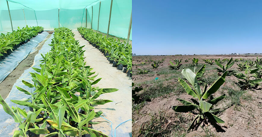 Nuevas variedades. En alianza con el Centro Internacional de Investigación (CIRAD), de Francia, se investigan seis nuevas variedades de banano que serán evaluadas en campo para determinar su tolerancia o resistencia al Fusarium y su adaptación a las condiciones de Piura. Estas variedades ya han sido probadas en países como Australia, Colombia, Guadalupe y Martinica.