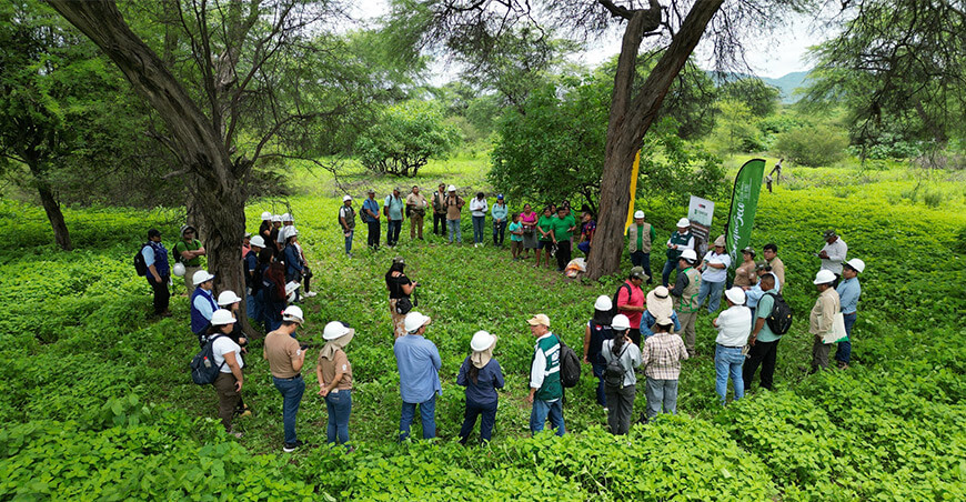 Aprovechamiento sostenible del algarrobo impulsa la producción de algarrobina en Piura Perú Osinfor