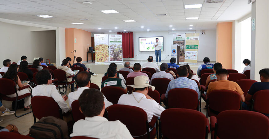 Aprovechamiento sostenible del algarrobo impulsa la producción de algarrobina en Piura Perú Osinfor