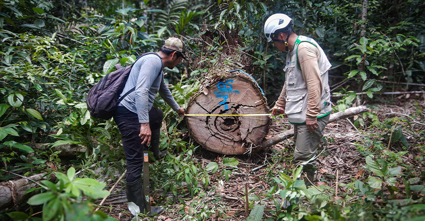 Osinfor supervisó más de 214 000 hectáreas de bosques en la región Ucayali Perú