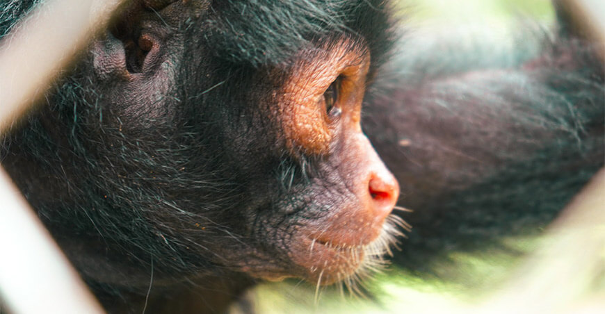 Taricaya, el centro de rescate que devuelve la vida a la fauna silvestre Madre de Dios Perú Osinfor