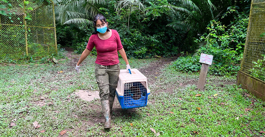 Taricaya, el centro de rescate que devuelve la vida a la fauna silvestre Madre de Dios Perú Osinfor
