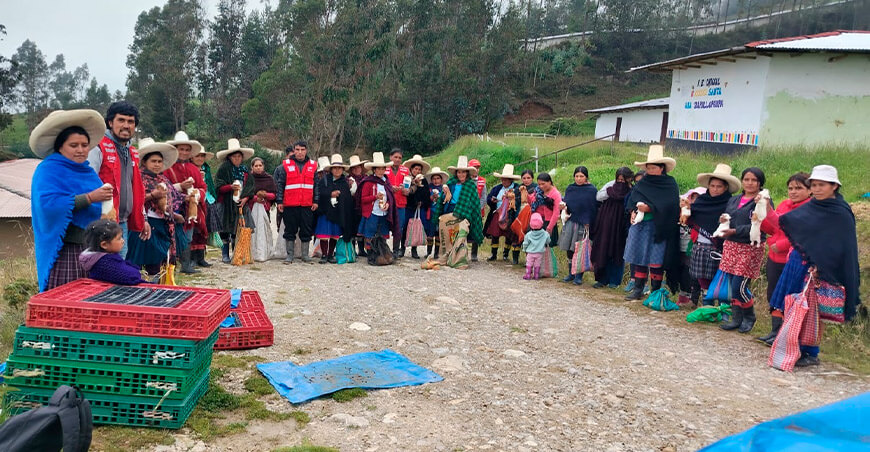 Entregarán 1400 cuyes a 200 familias vulnerables para impulsar emprendimientos rurales Cajamarca Perú