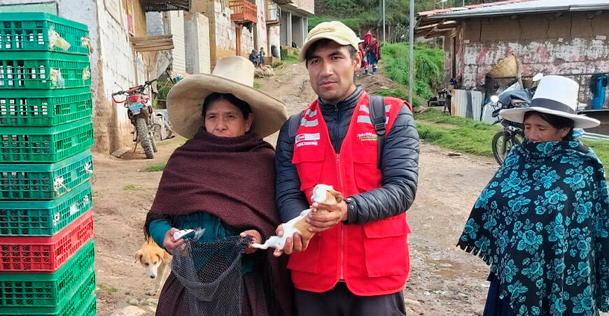 Entregarán 1400 cuyes a 200 familias vulnerables para impulsar emprendimientos rurales Cajamarca Perú