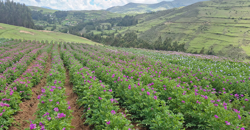 cultivo papas nativas Coyllurqui Apurímac Perú